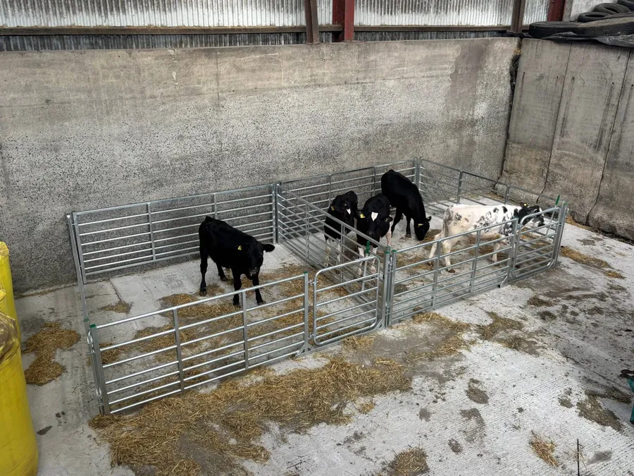 Calves in pens built from StockPen calf hurdles and front combination gates